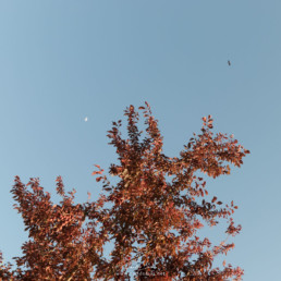 árvore | lua | milhafre | casa da escrita | coimbra #142515 | © Carlos Dias Mai.2015